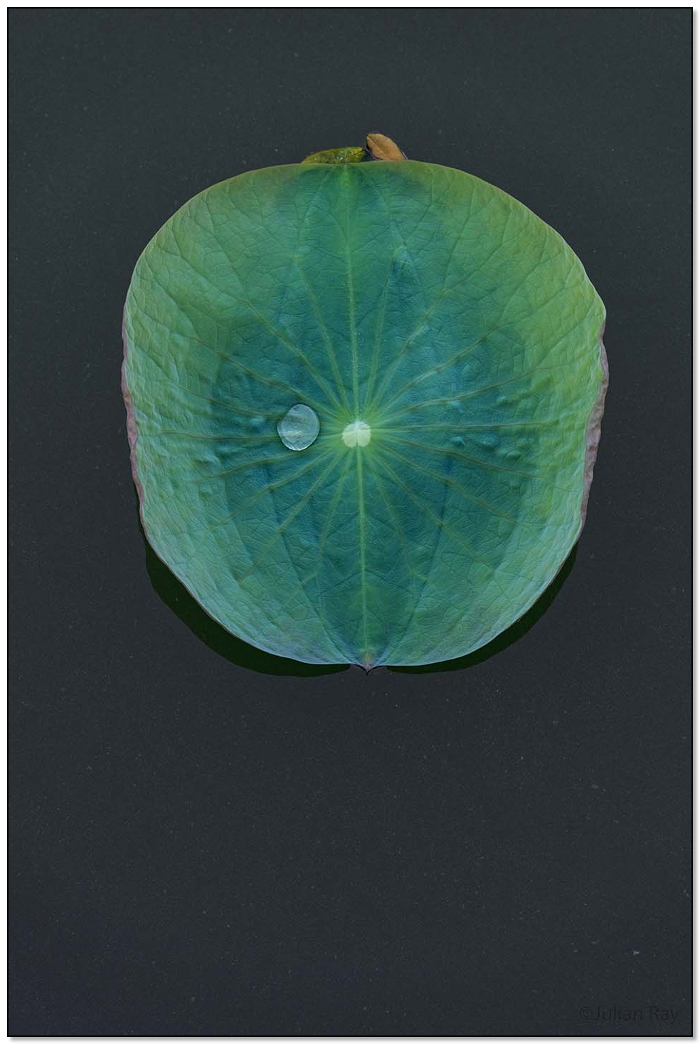 Water drop on a lotus leaf